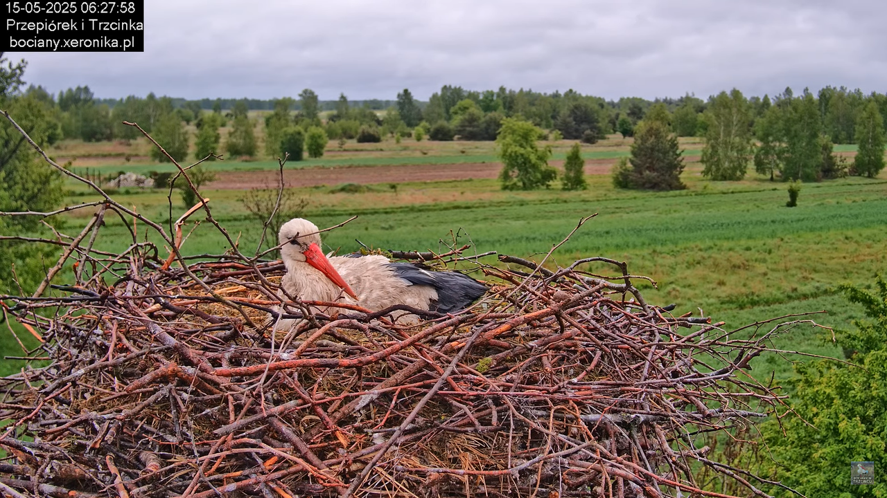 15052025bociany7