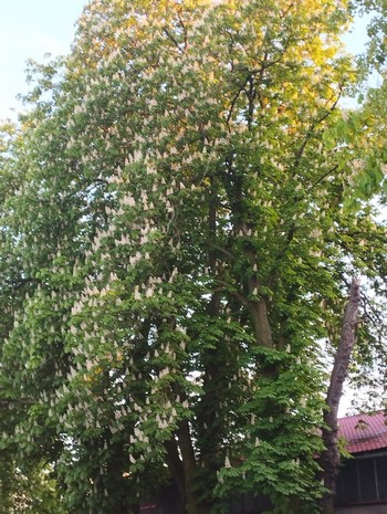 Kasztany