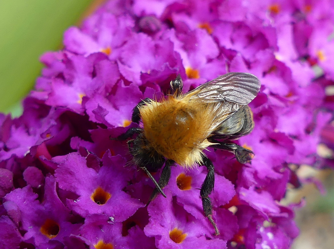 WET BEE 11 050824