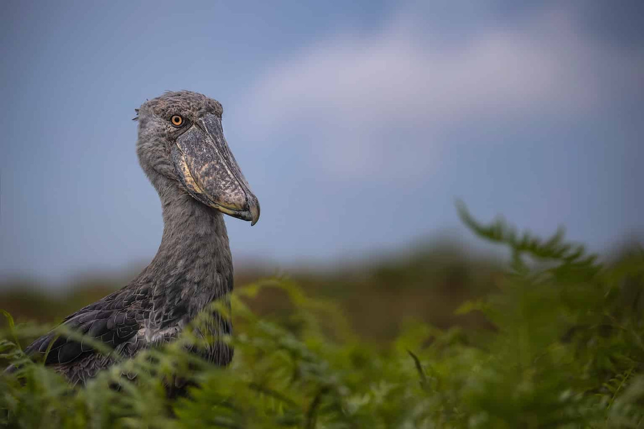 Shoebill-Uganda-1536x1022-349561475.jpg