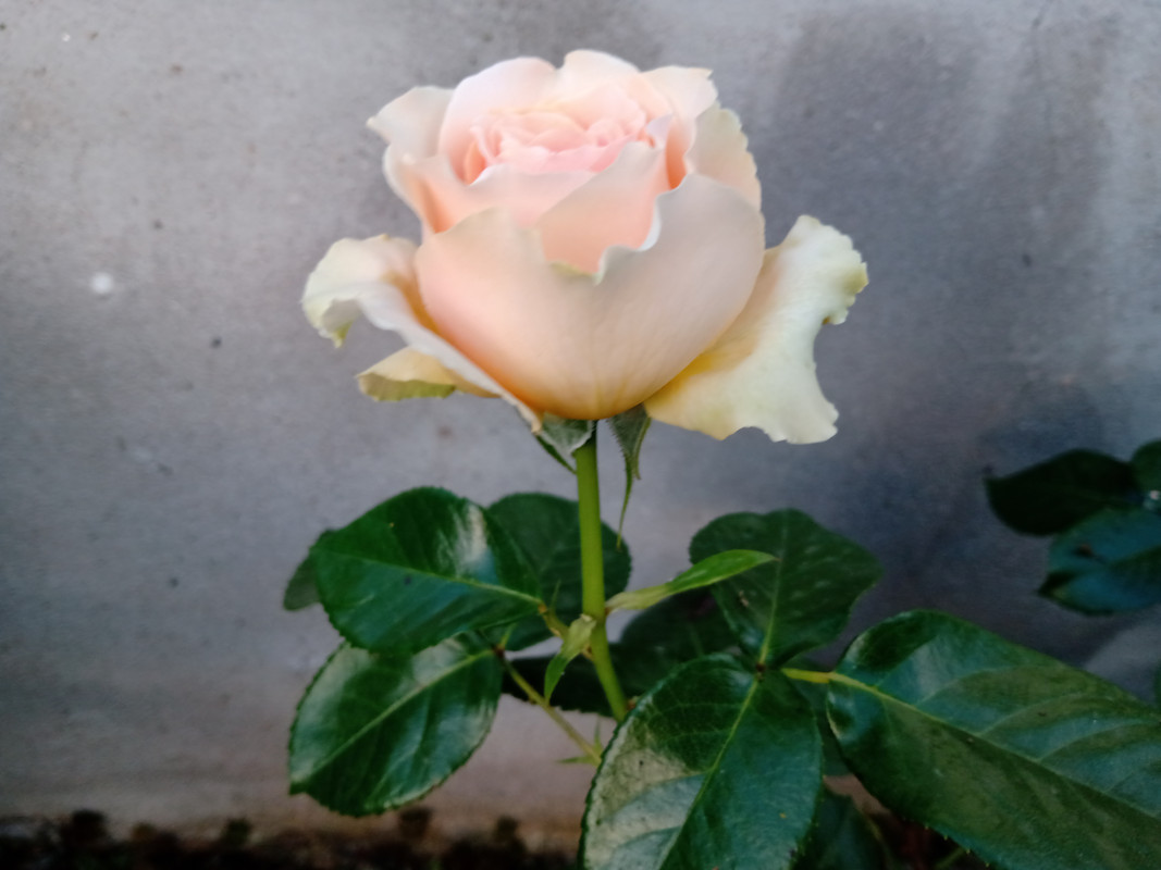 IMG_20230608_204159607