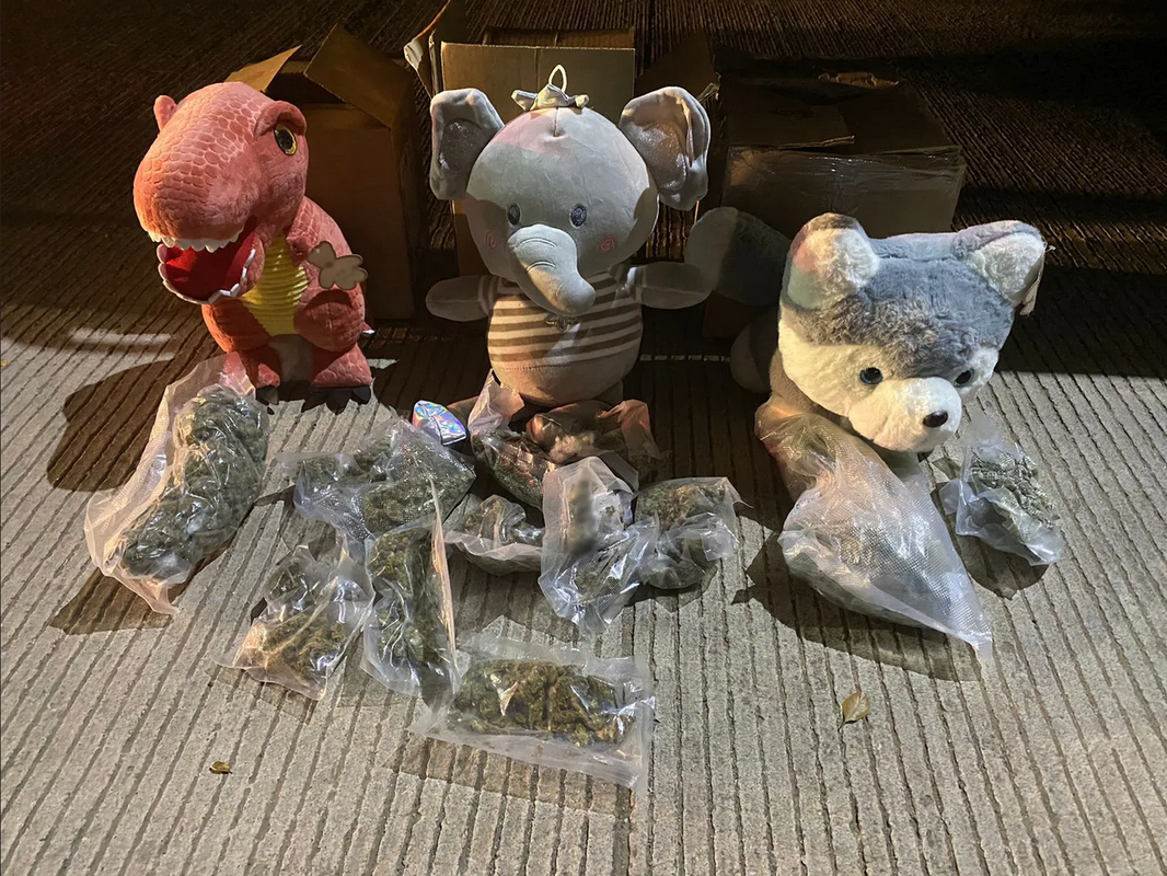Descubren peluches rellenos de marihuana en Sinaloa