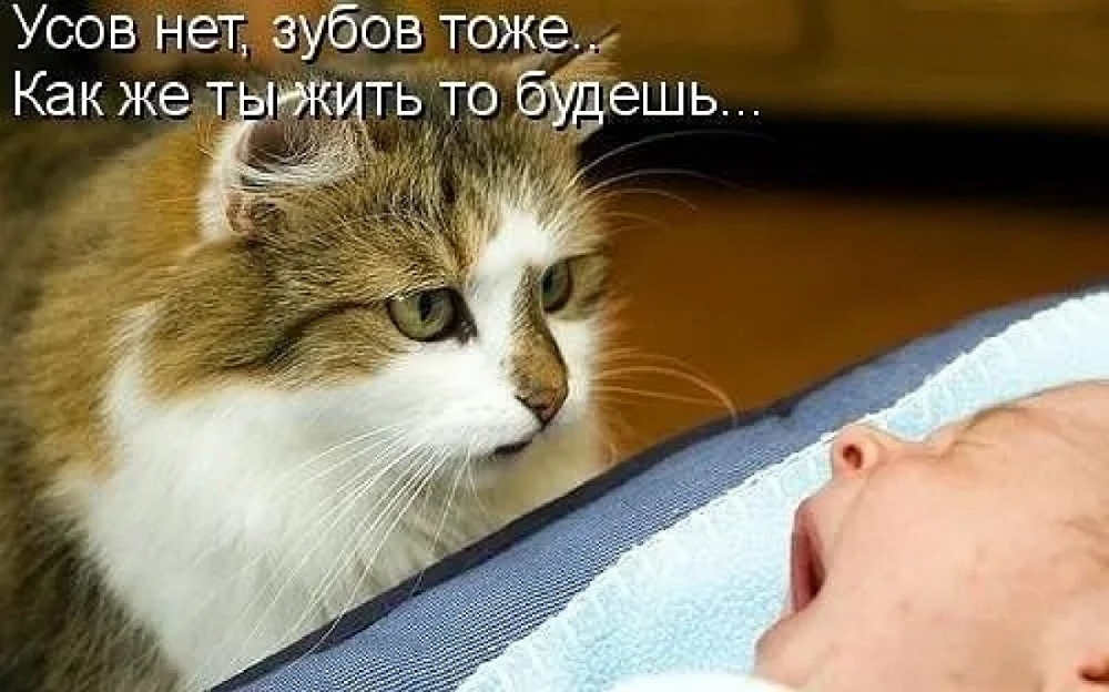 1685494982-polinka-top-p-smeshnie-koti-k