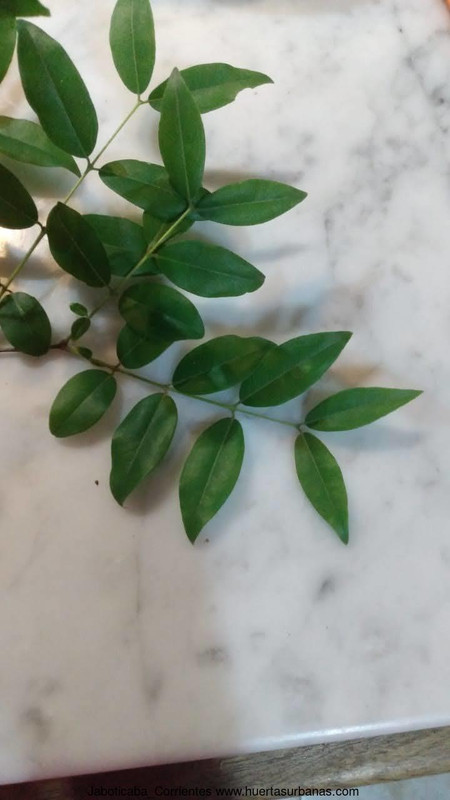 Huertasurbanas_com-IMG-20211024-WA0043.jpg-20211025_091256Jaboticaba_Corrientes