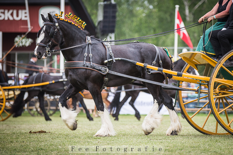 © Fee Fotografie