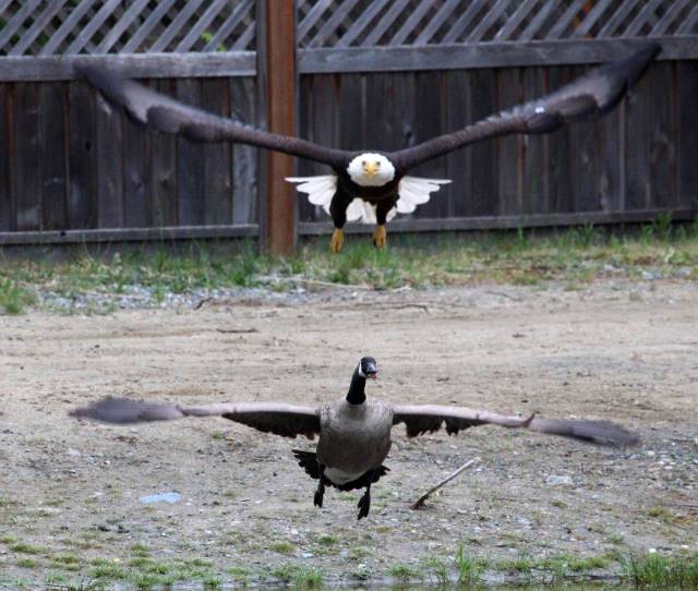 US-vs-Canada