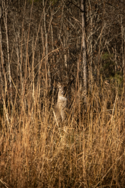 Wildlife
