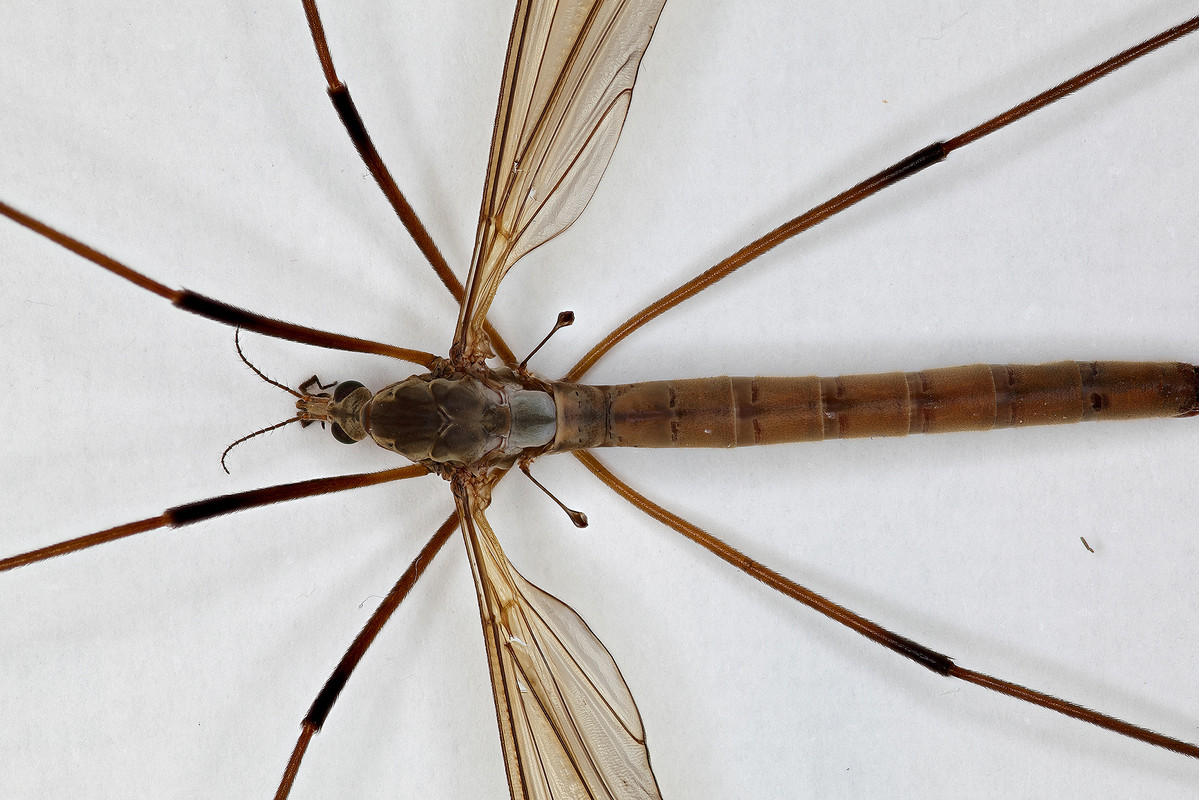 tipula_macro_dorsaletete_1sur1