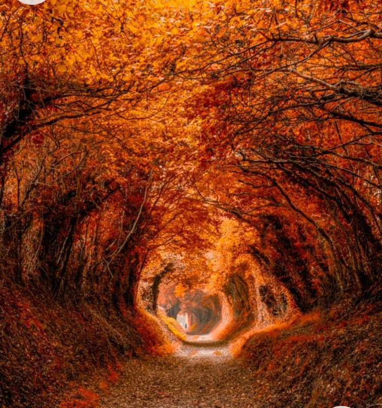 Screenshot_20221208-213737_Chrome