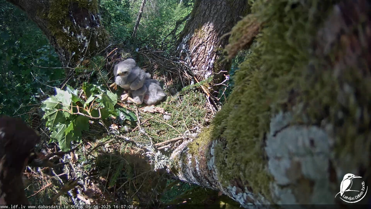 Melnās klijas (Milvus migrans) Kurzemē_ peļu klijāni (Buteo buteo) 12-2-33 screenshot