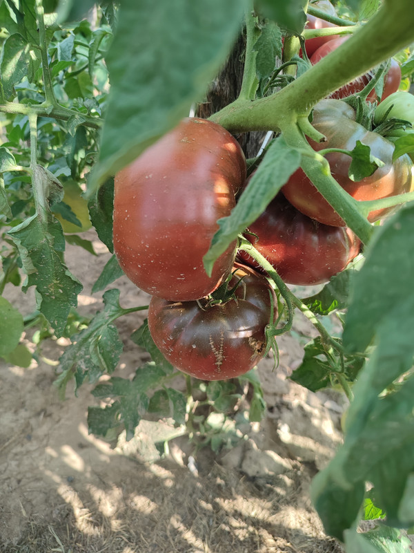 [Слика: IMG-20220812-161549.jpg]