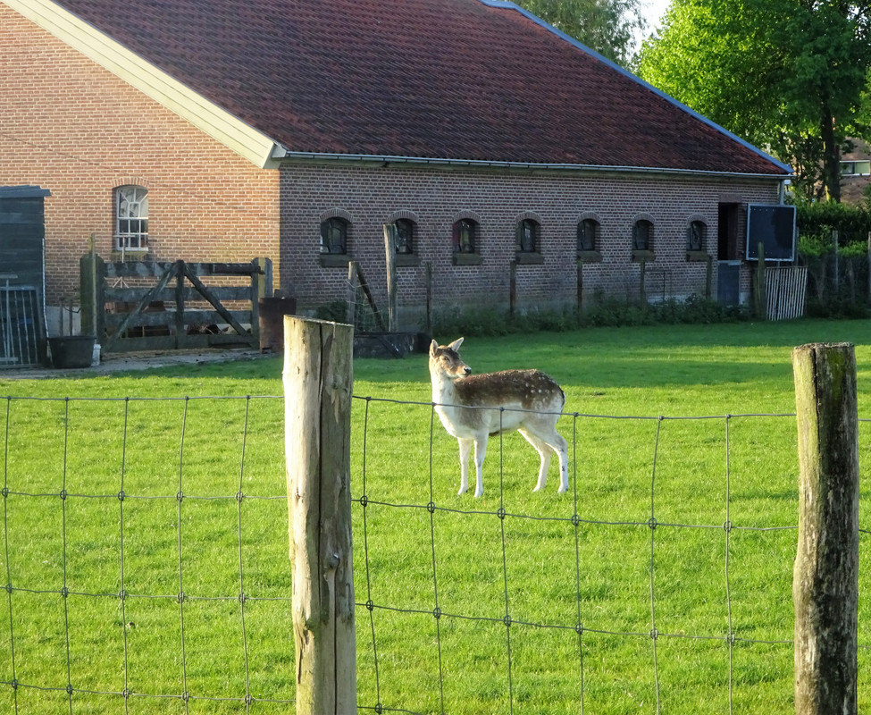 Afbeelding