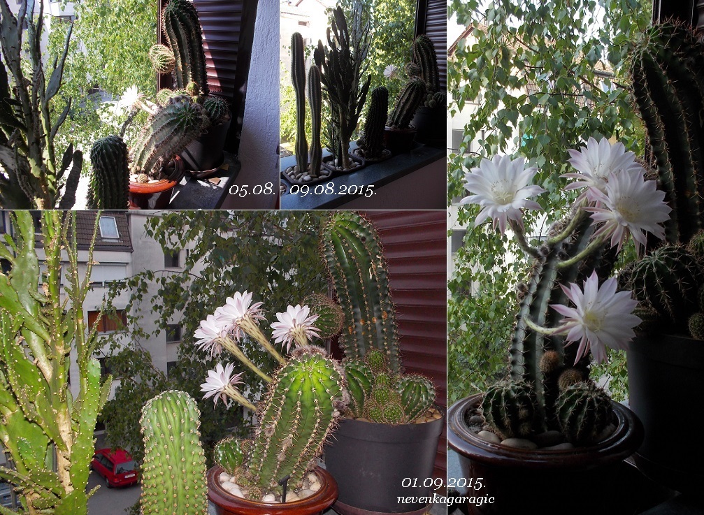 113-1-05. i 09.08. i 01.09.2015.-1007-737