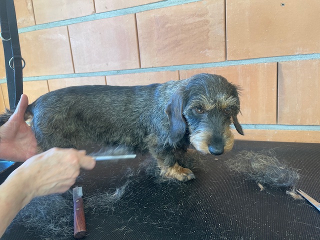 [Image: IMG-6396.jpg]