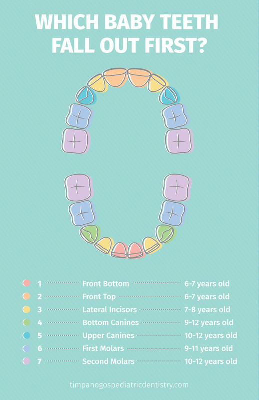 Which Baby Teeth Fall Out First Reforbes