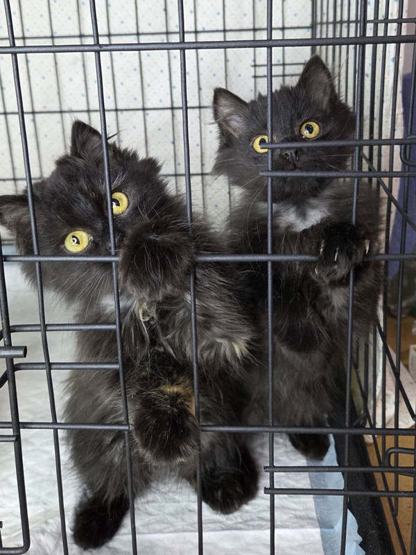 Нафаня, Шуша и Плюша