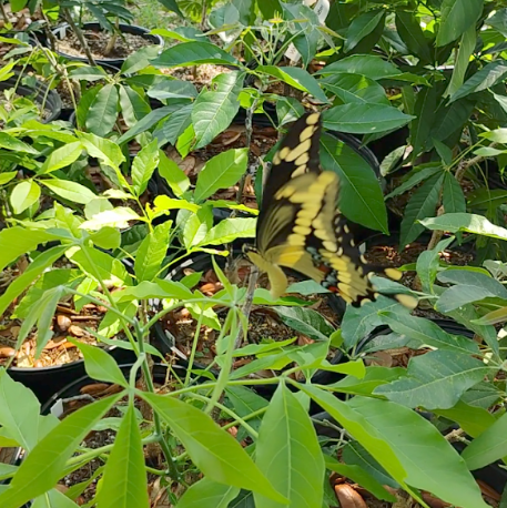 Giant Swallowtail Butterfly laying egg