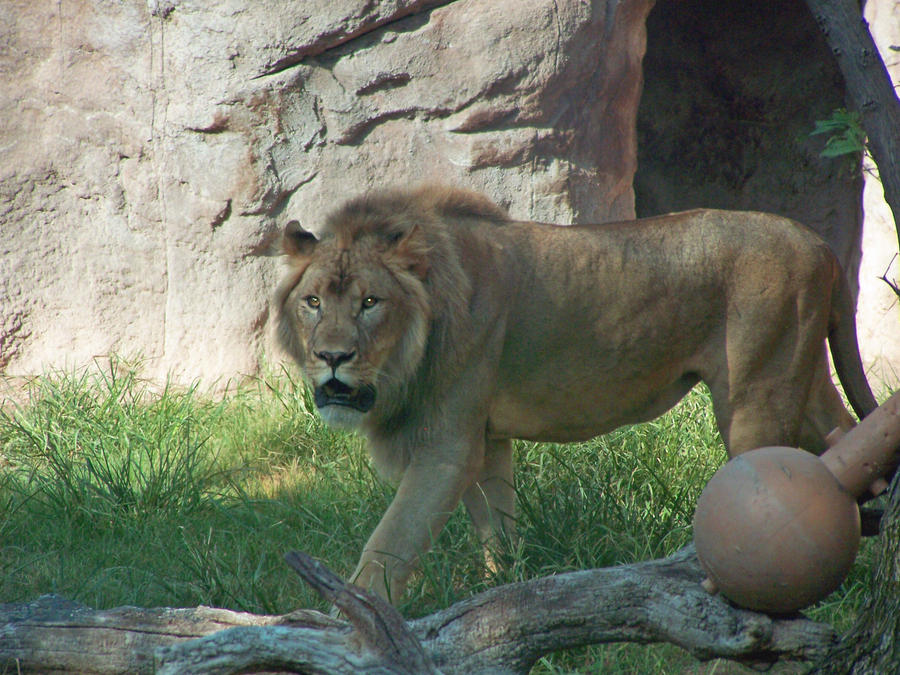 lion-stock-12-by-rejects-stock-d4a4qo5-fullview.jpg