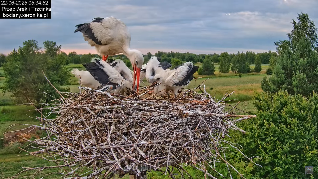 22062025bociany7