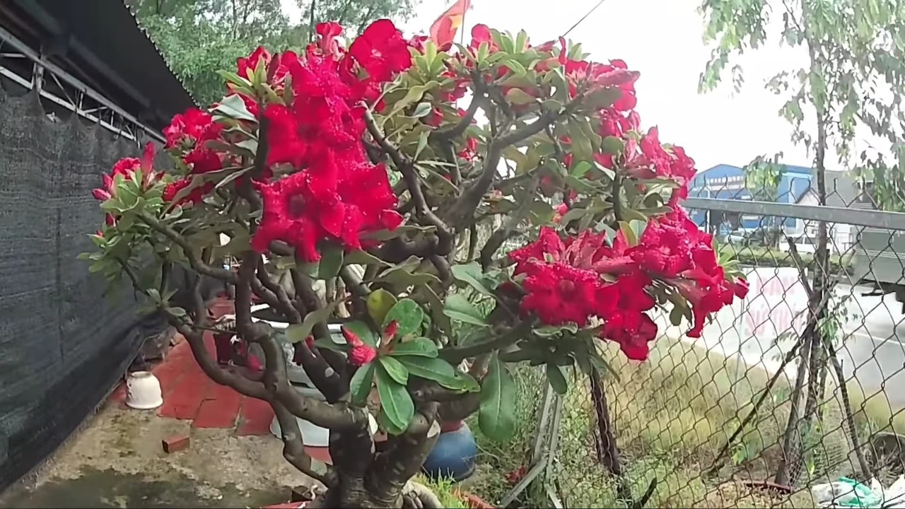 thick-adenium-flower.jpg