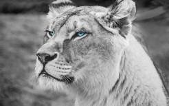 blue-eyed-lion-monochrome-5k-t1.jpg