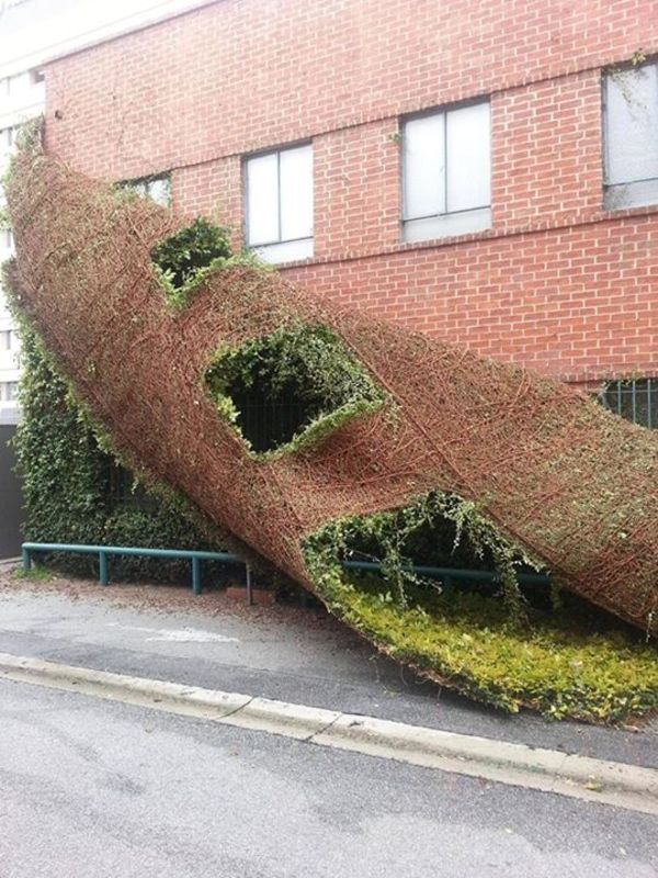 ivy on building