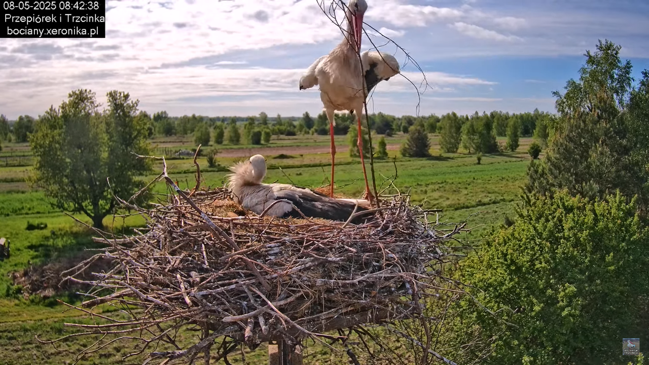 08052025bociany11