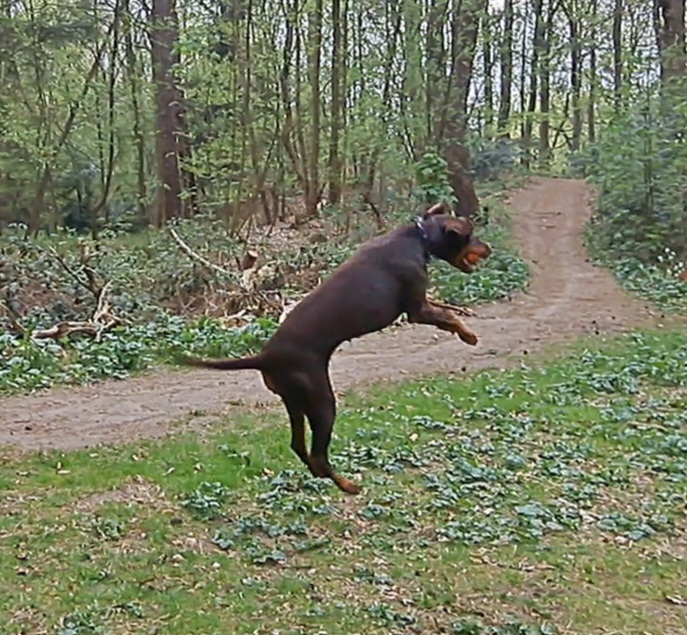 Afbeelding