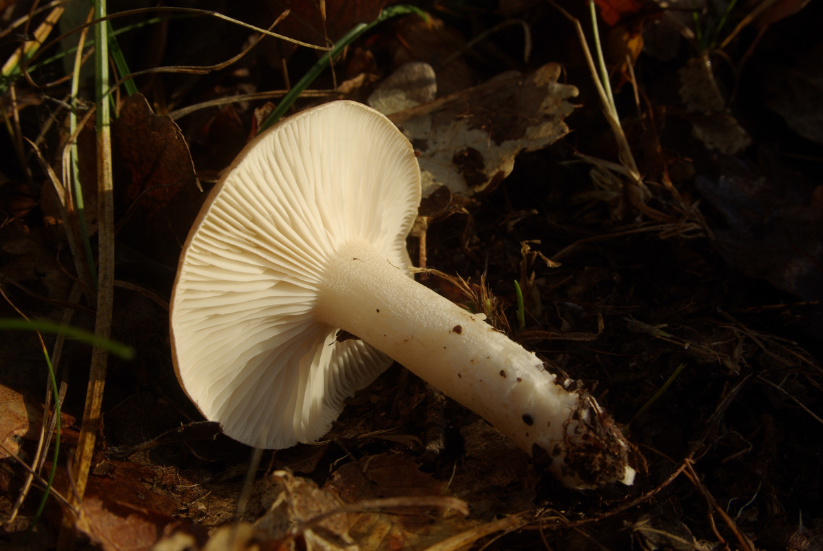 IMGP2349 гигрофор древолюбивый (Hygrophorus arbustivus)