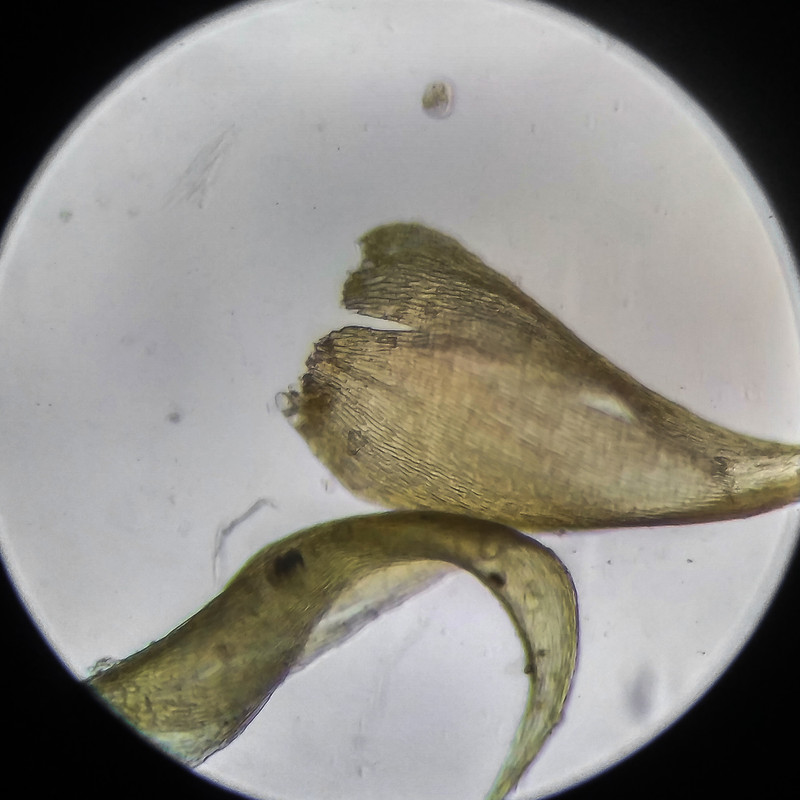 IMG 20250614 203211 HDR