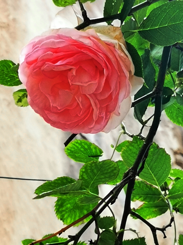 https://i.postimg.cc/CLksyfVB/IMG_20230618_145247.jpg