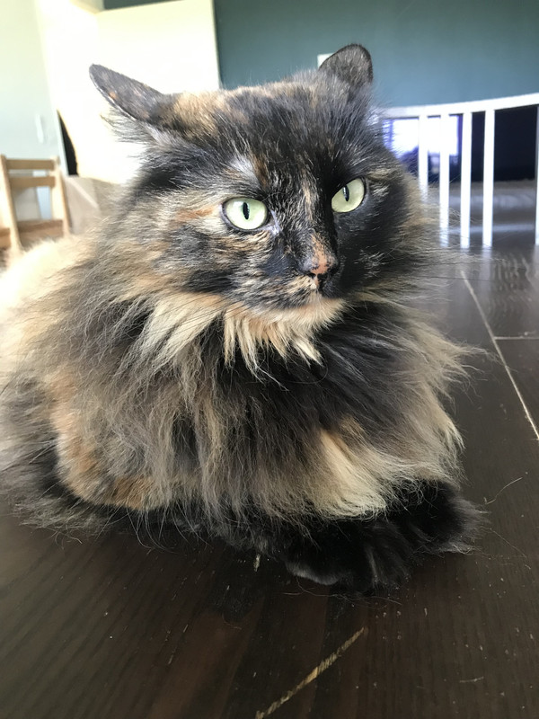 1FB1F7A3-CB9B-4EB2-8354-AD66E5223AB0