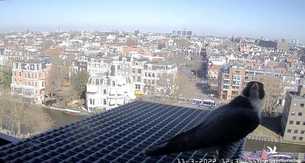 Amsterdam/Rijksmuseum screenshots © Beleef de Lente/Vogelbescherming Nederland Video-2022-03-11-123552-Moment-3