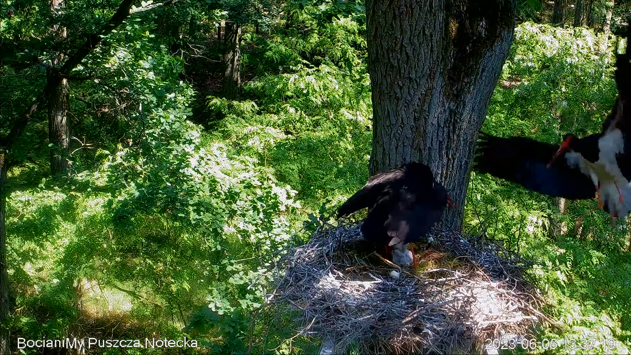 Zrzut ekranu (17336)