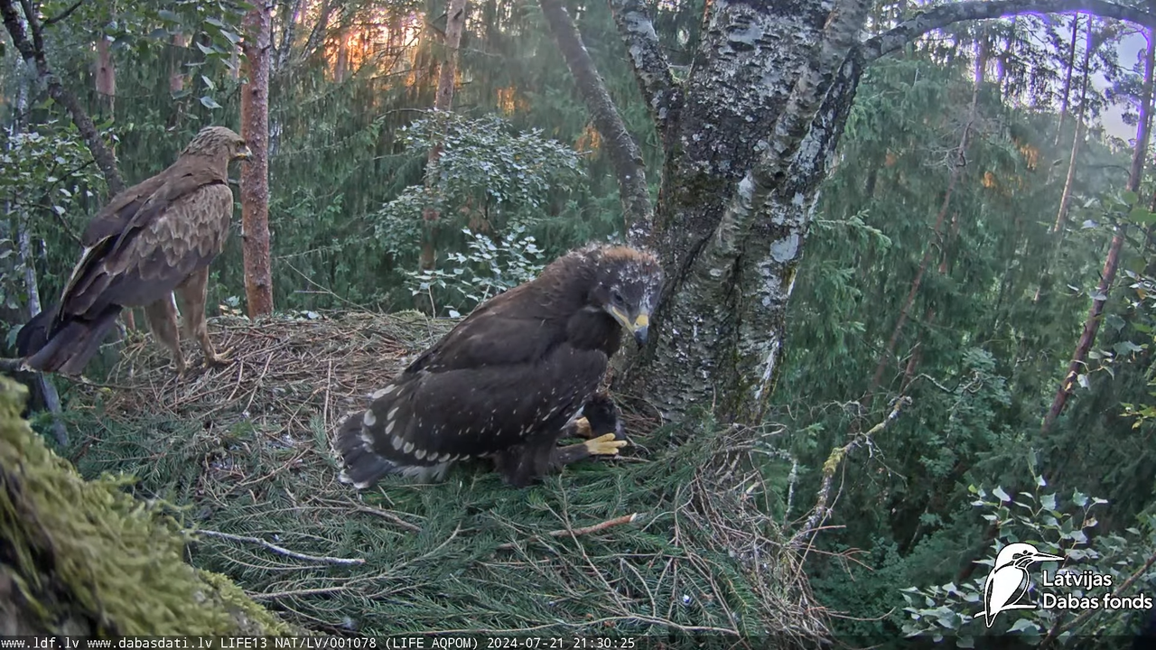 Mazais ērglis (Clanga pomarina), ligzda bērzā - LDF tiešraide 15-25-57 screenshot