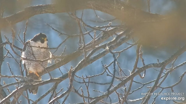 Great spirit bluff Falcons Przechwytywanie-w-trybie-pe-noekranowym-26-02-2022-213912