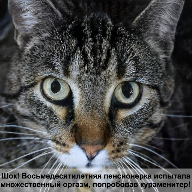 первая вязка кота