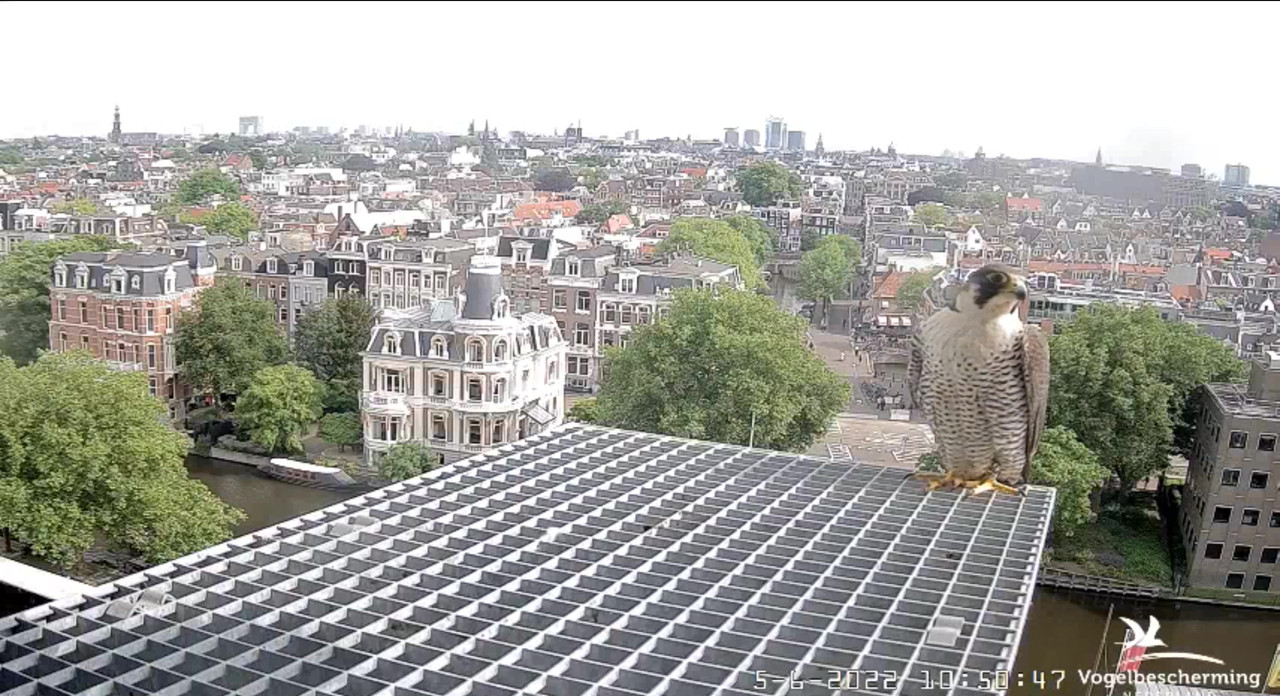 Amsterdam/Rijksmuseum screenshots © Beleef de Lente/Vogelbescherming Nederland - Pagina 18 Video-2022-06-05-105440-Moment