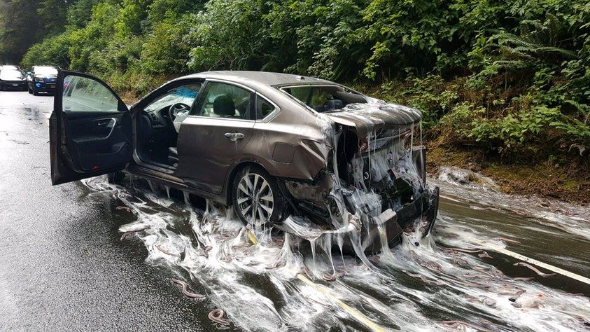 Lendir hagfish yang terlihat seperti slime.