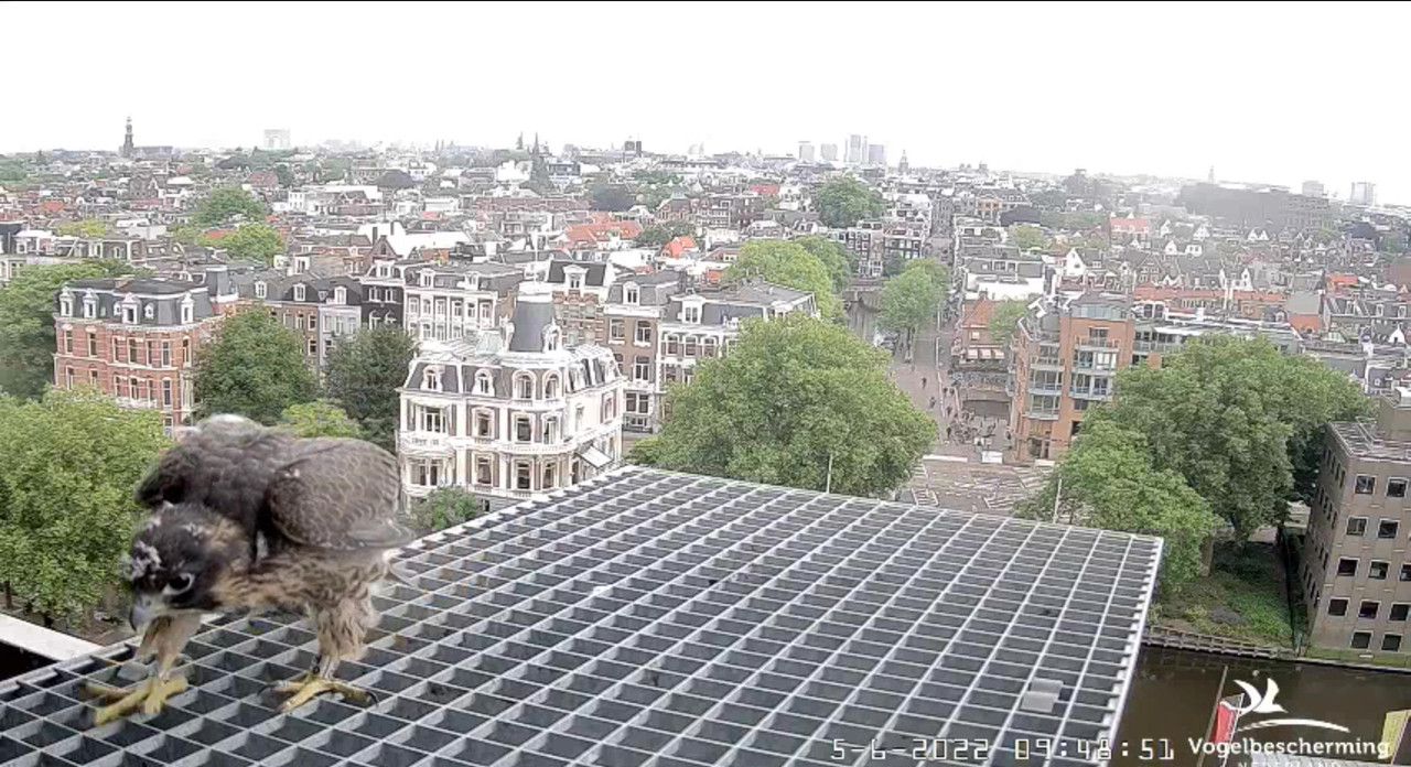 Amsterdam/Rijksmuseum screenshots © Beleef de Lente/Vogelbescherming Nederland - Pagina 18 Video-2022-06-05-095038-Moment-2