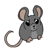 grey rat