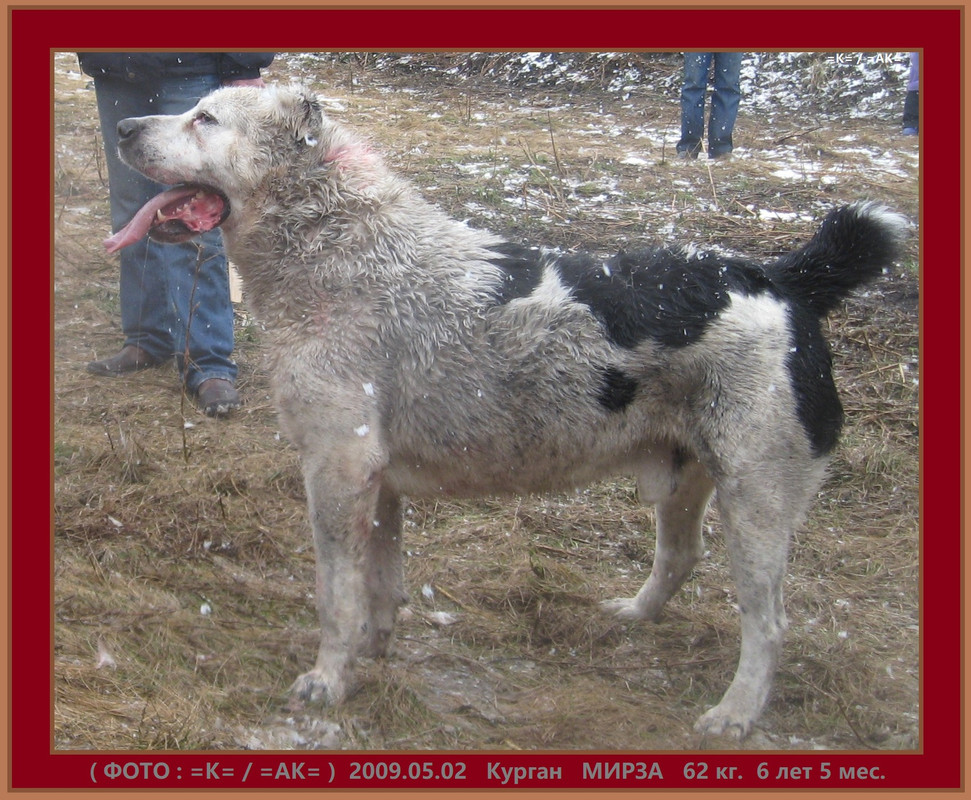 2009.05.02 Курган МИРЗА 62кг 6г5м х ЗЯМА 72кг 3г5м (25Б)