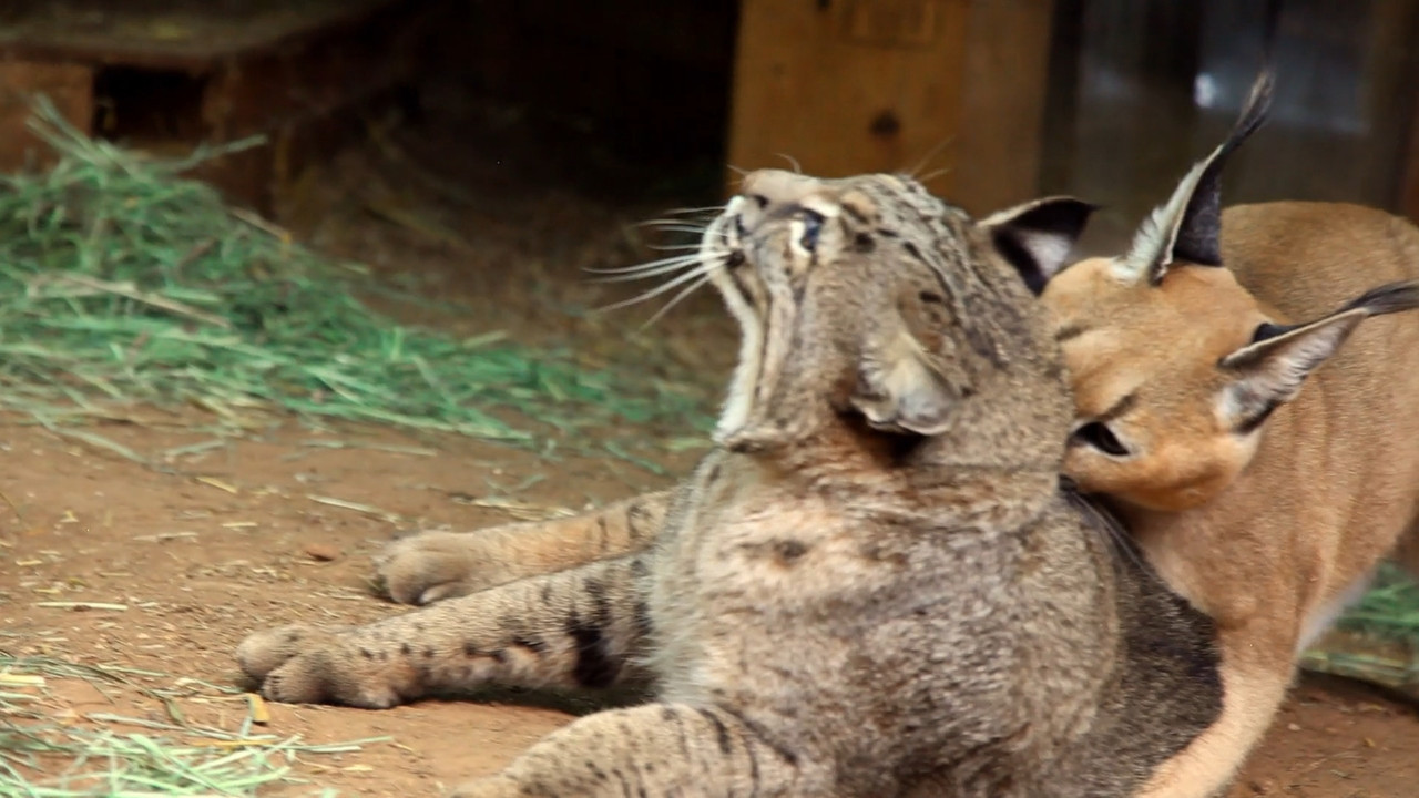 Unlikely Animal Friends  S01E01 Disney  1080p WEB DDP x264-NM21vi.mkv_snapshot_10.15.403