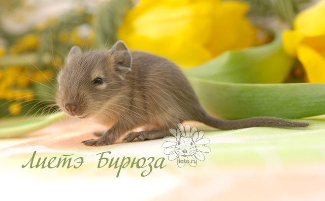 Бирюза2_1-нед