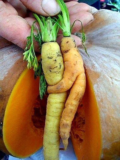 facecarrotspair.jpg