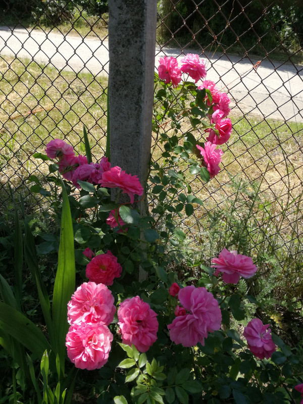 IMG_20190526_123744