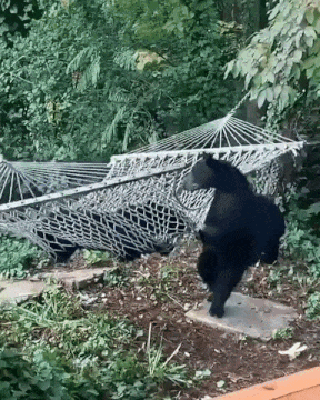 https://i.postimg.cc/CLrj69fx/ezgif-1-edf5a7aeeaf0.gif