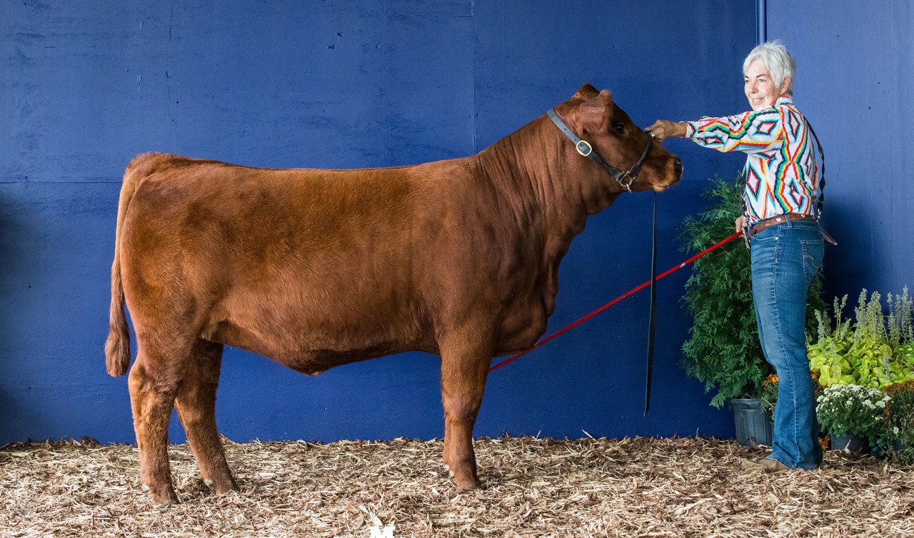 NYSF - 2022 Sexy Jenn Sr Calf Ch crop