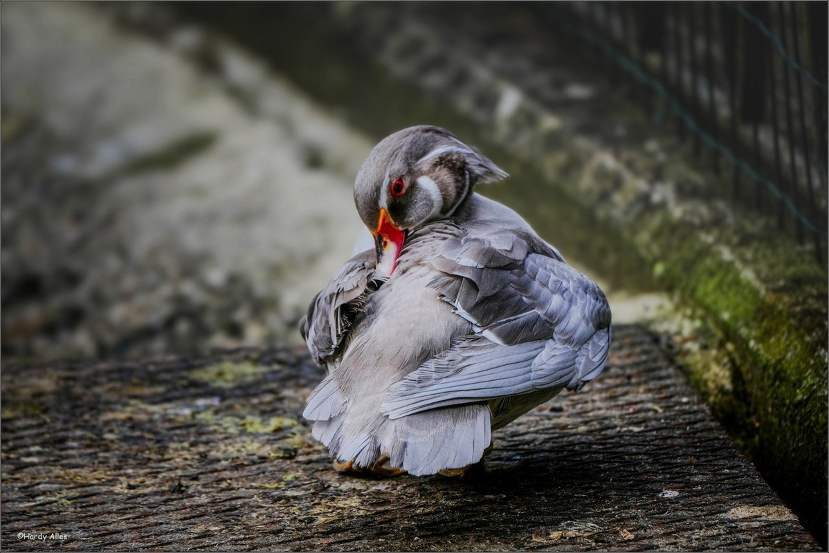 XT4F2008-Bearbeitet-Bearbeitet LR ERWZ FB