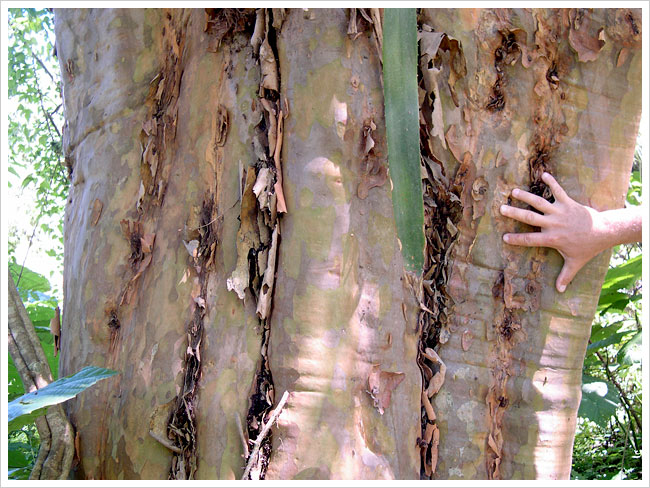 12_i52_tucuman_escaba_yungas